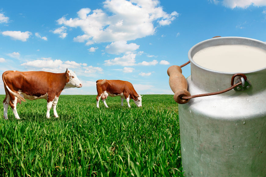 image of cow and milk jug